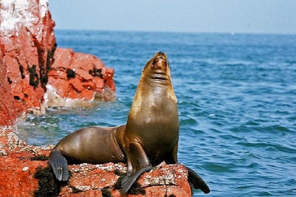una foca seduta su una roccia nell'acqua