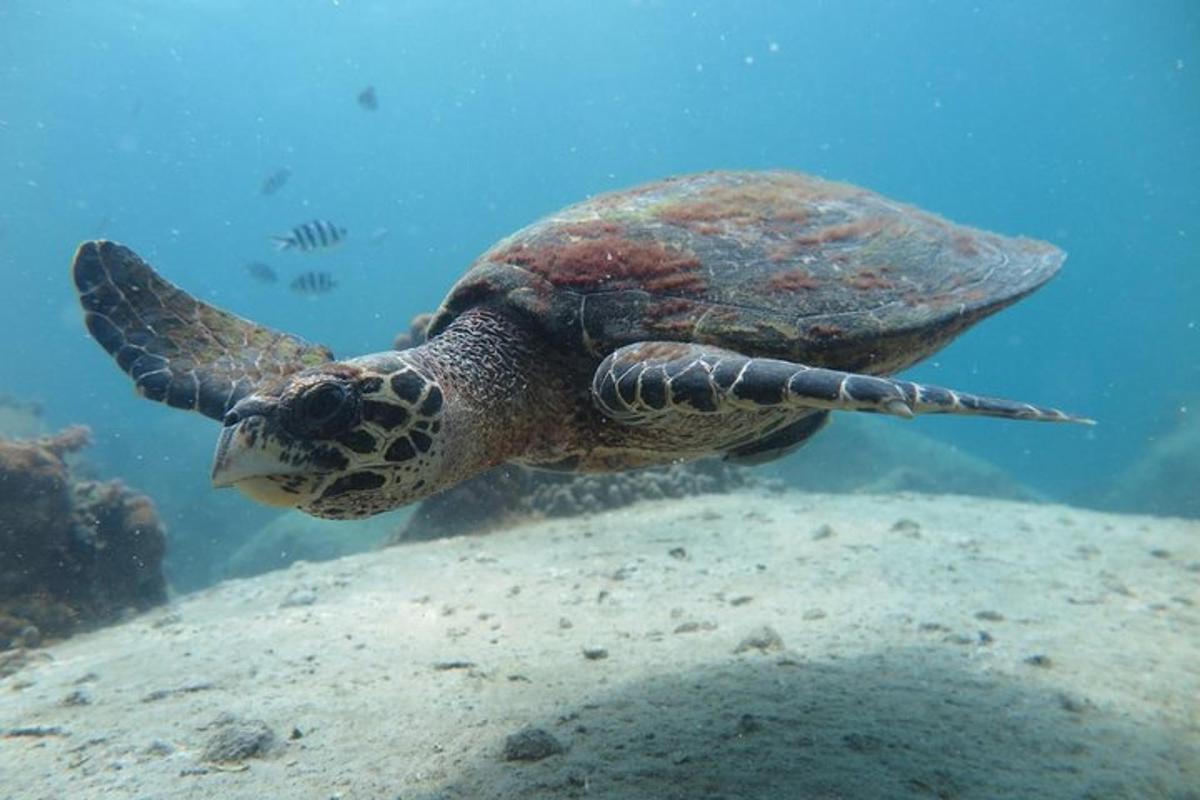 una tartaruga marina verde che nuota nell'acqua