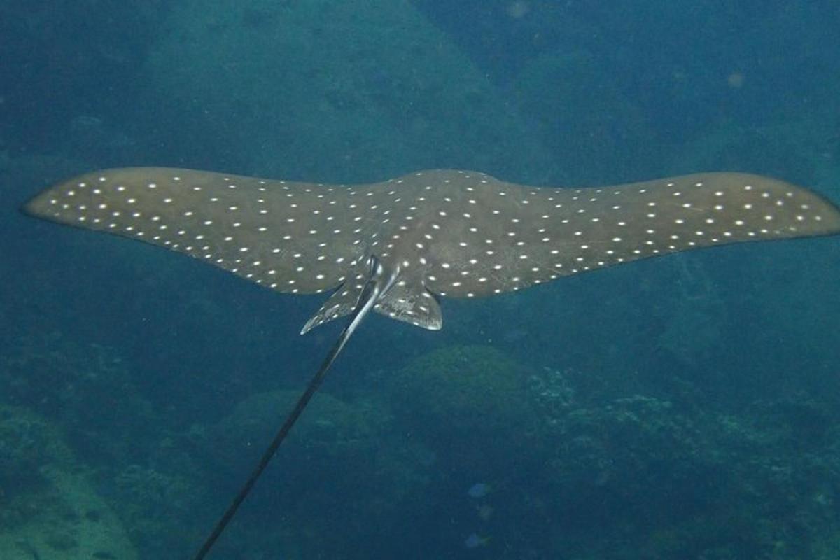 uno squalo balena che nuota nell'acqua