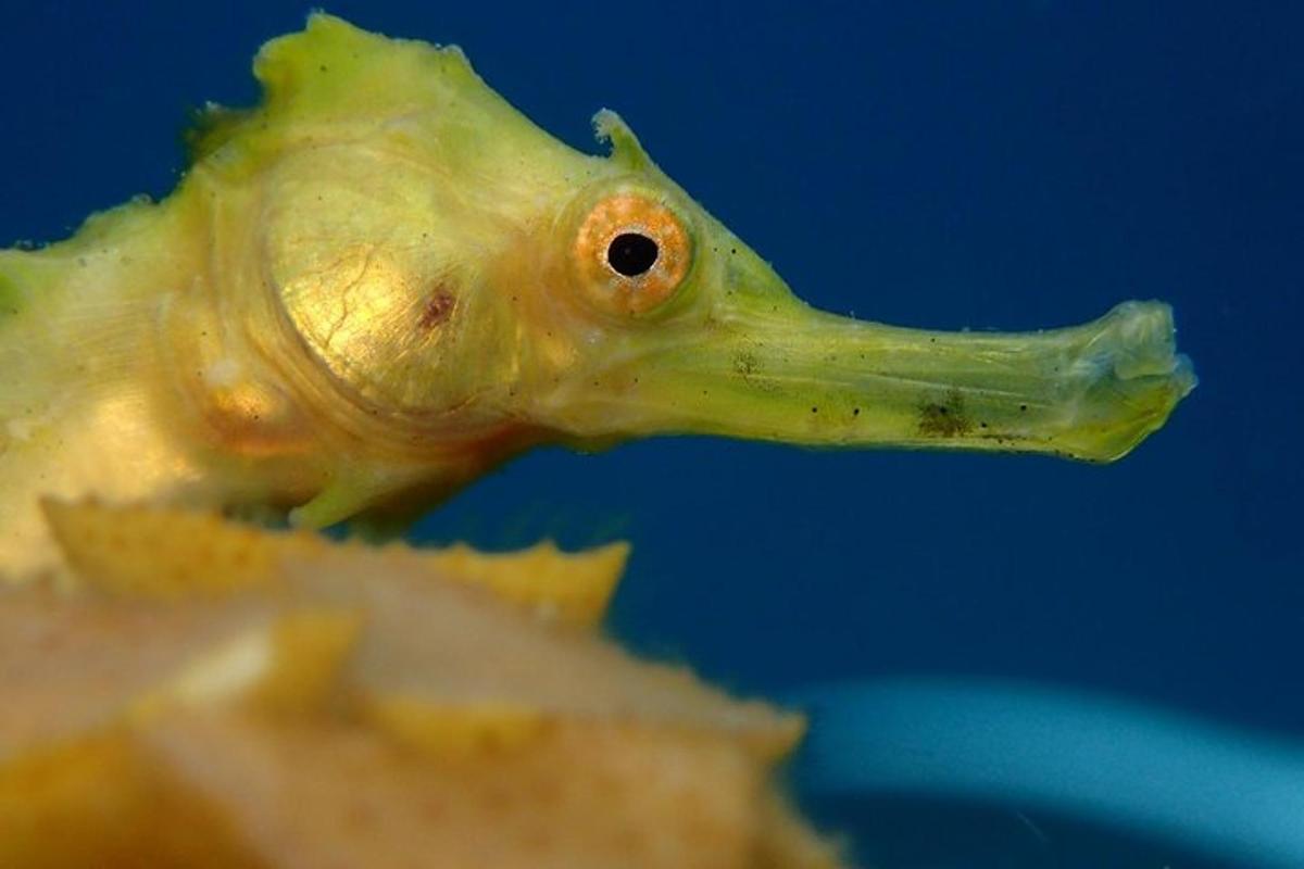 ein Modell eines Fisches auf einem Stück Essen