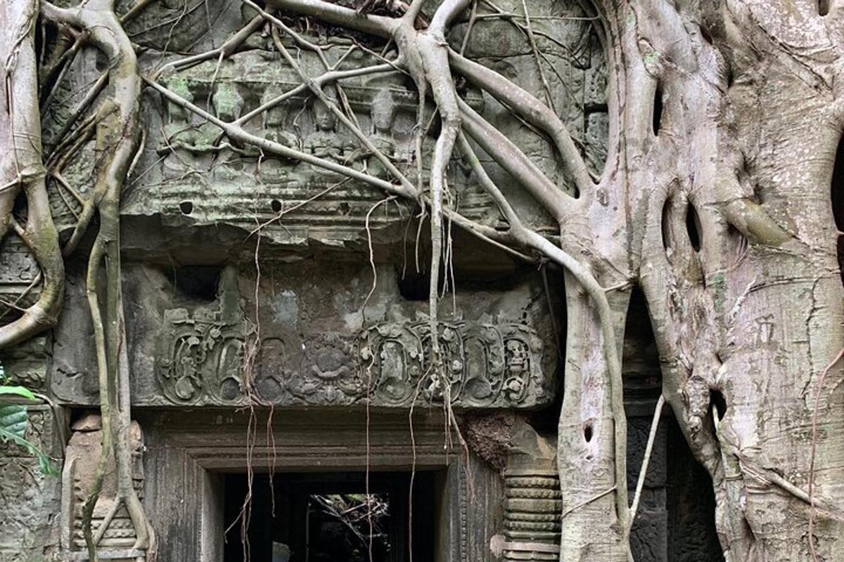 un edificio con un albero che cresce sopra una porta