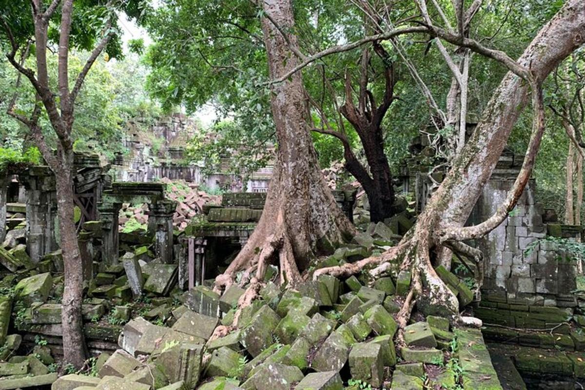 un albero che cresce in cima a un cimitero con alberi