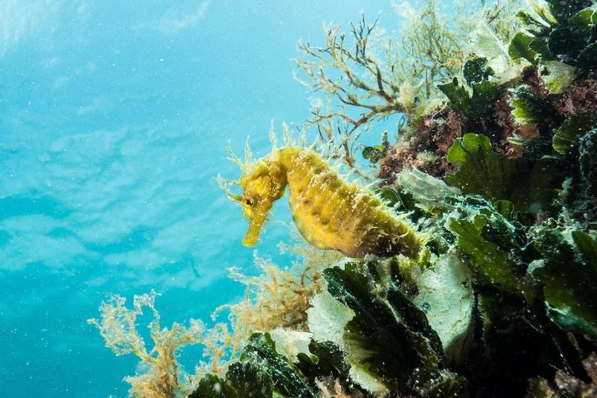 um cavalo-marinho em um recife de coral no oceano