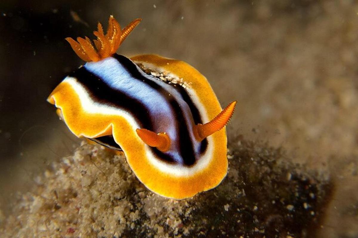 um peixe laranja e preto nadando na água