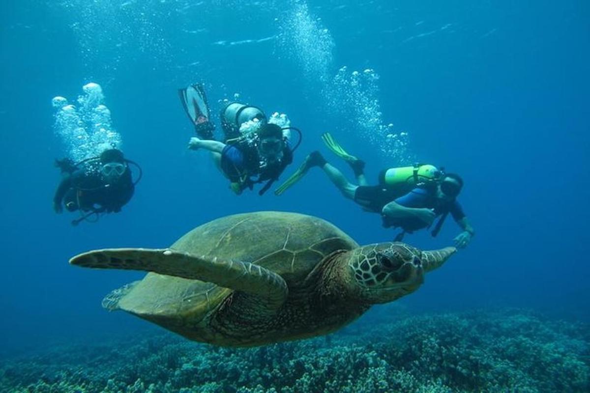 skupina lidí plave kolem želvy v oceánu