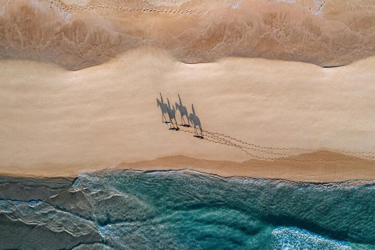 un grup d'ocells volant sobre una platja
