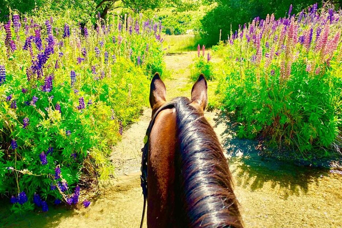 um cavalo está olhando para um campo de flores roxas