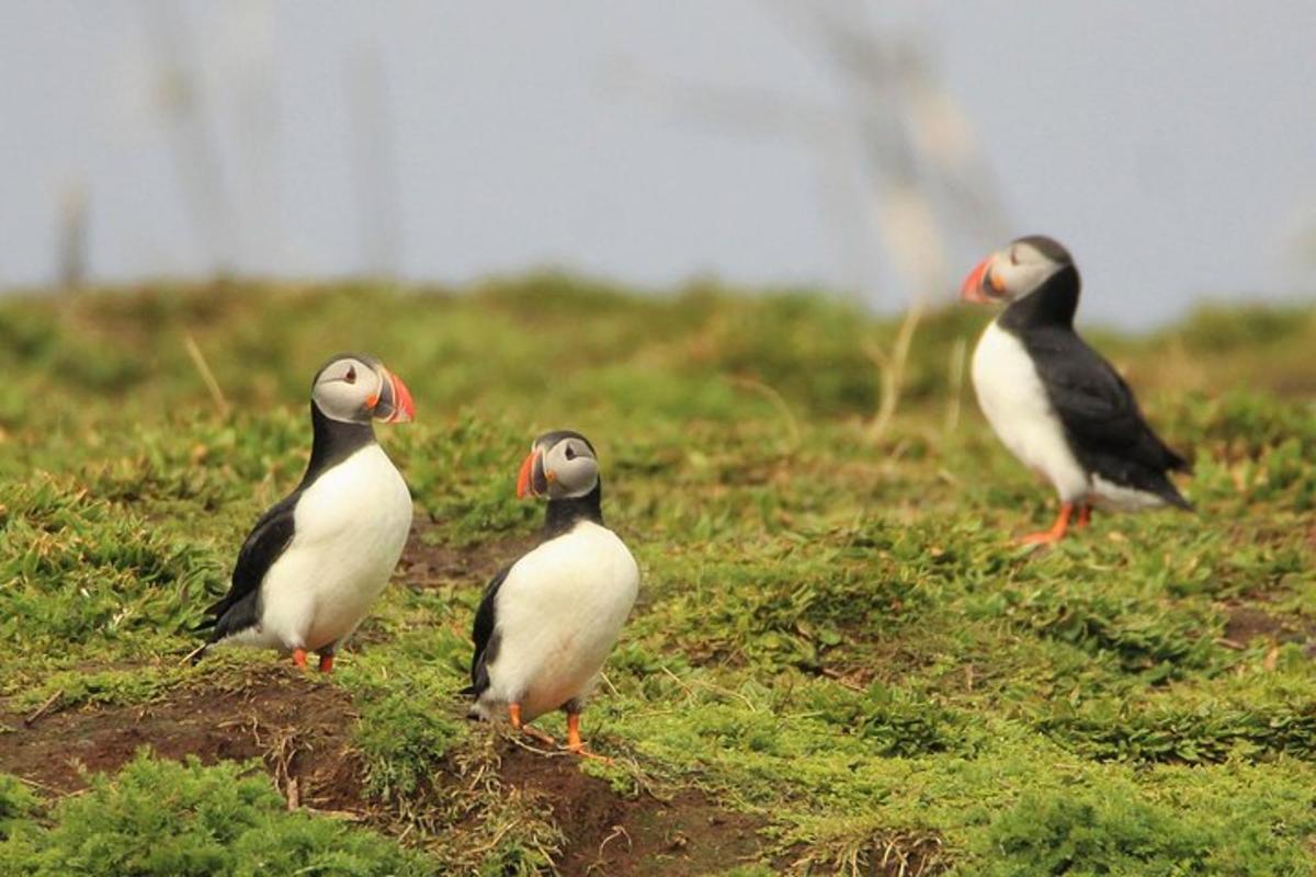 tre uccelli in piedi nell'erba in un campo