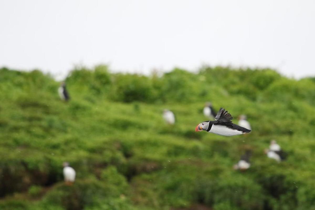 un uccello bianco e nero che vola sopra una collina erbosa