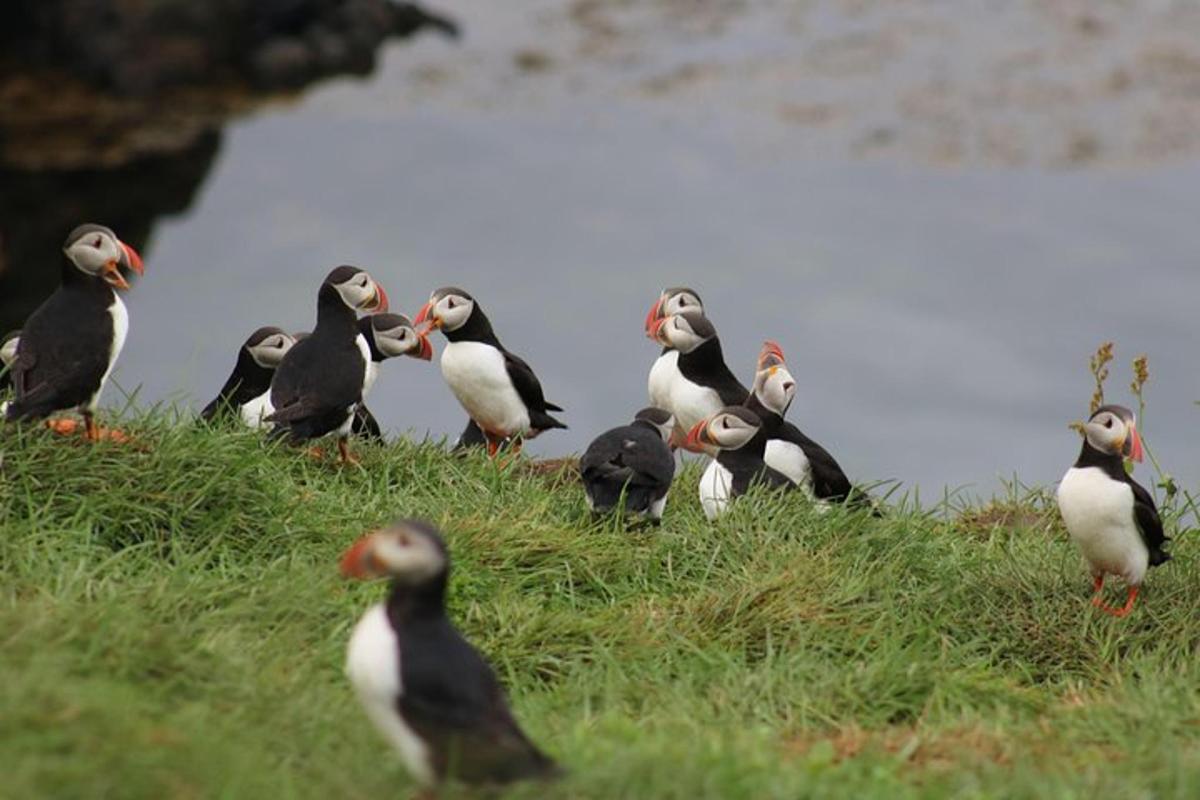 un gruppo di uccelli in piedi sulla cima di una collina