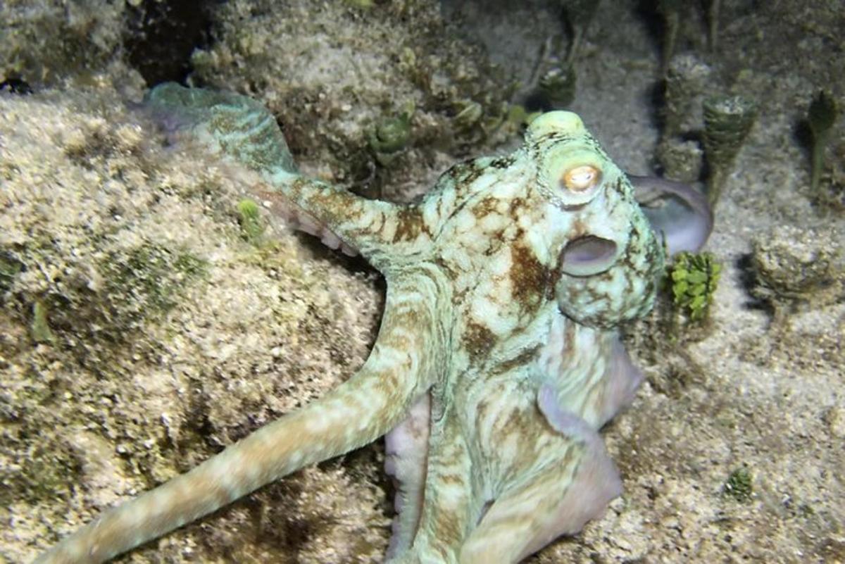 Un pulpo tendido en el suelo en el agua.