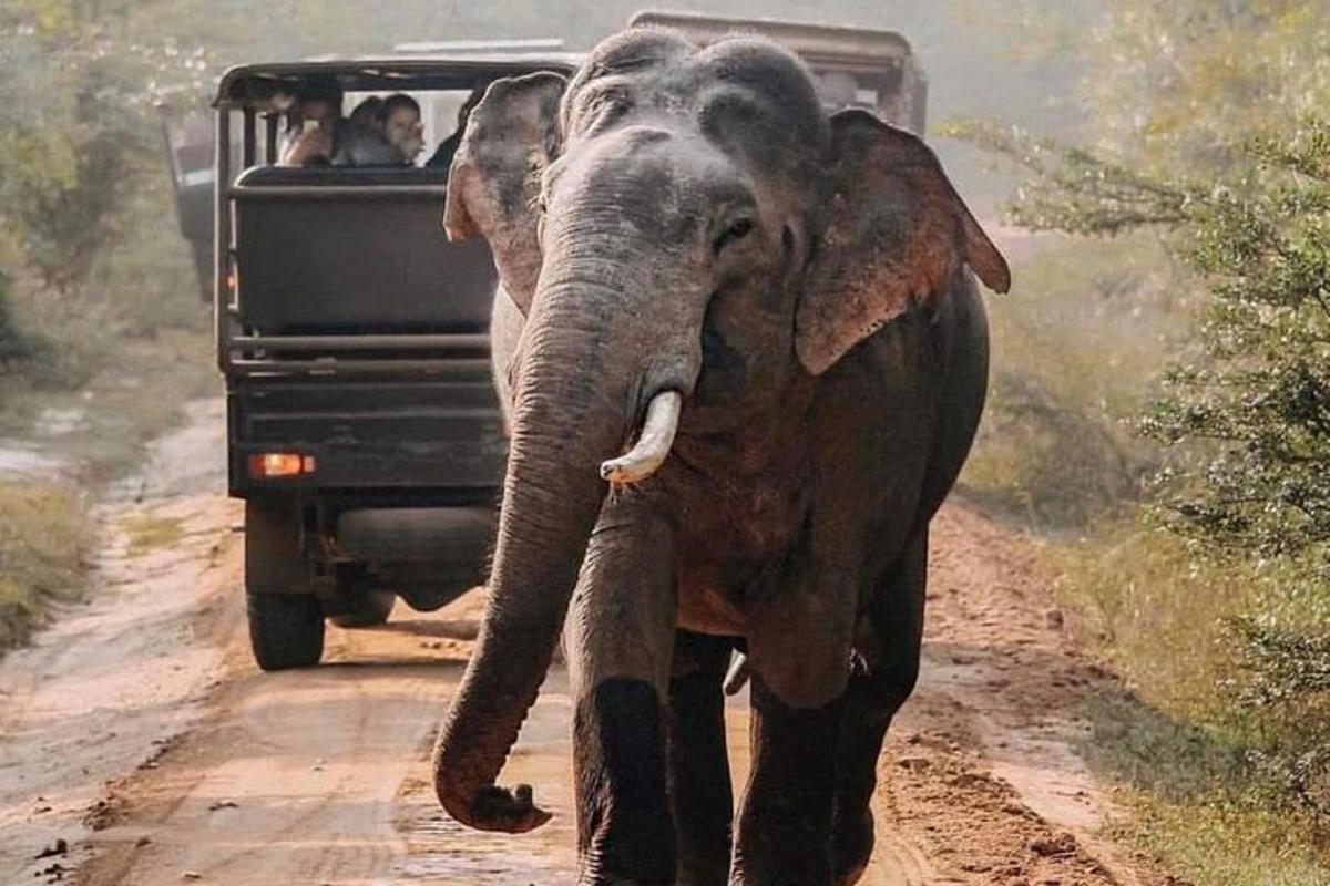 seekor gajah berjalan di jalan tanah di sebelah kenderaan