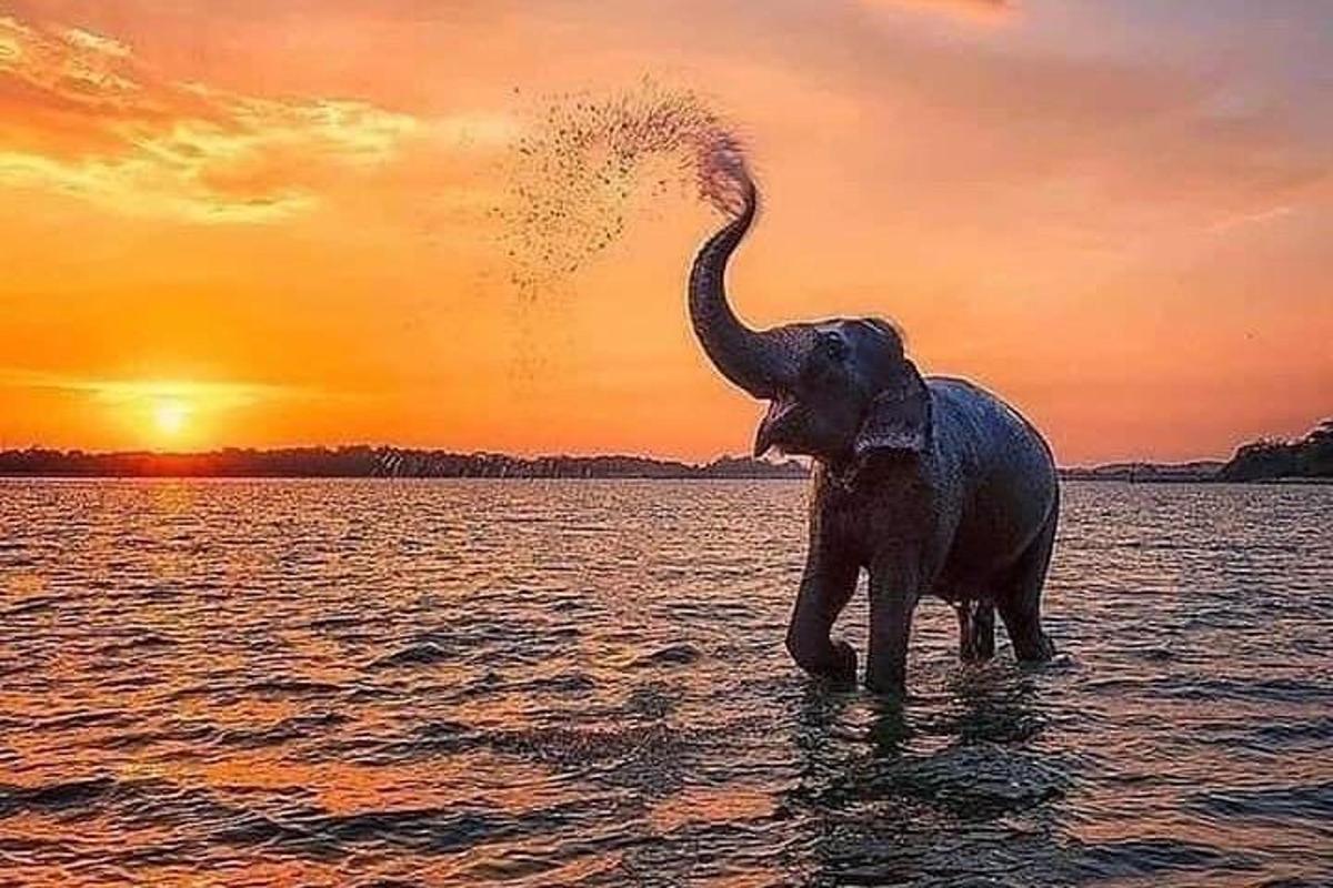 seekor gajah berdiri di dalam air pada waktu matahari terbenam