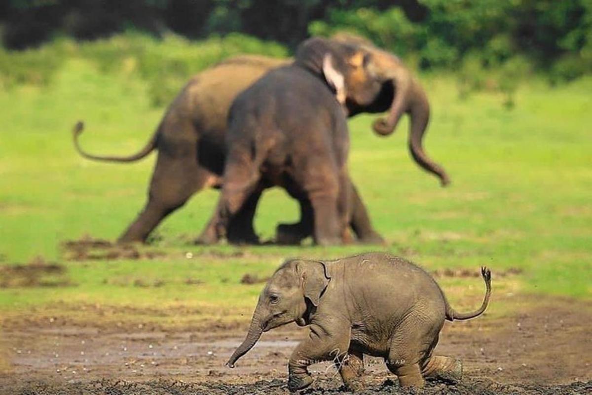 anak gajah berjalan di padang dengan dua ekor gajah di latar belakang