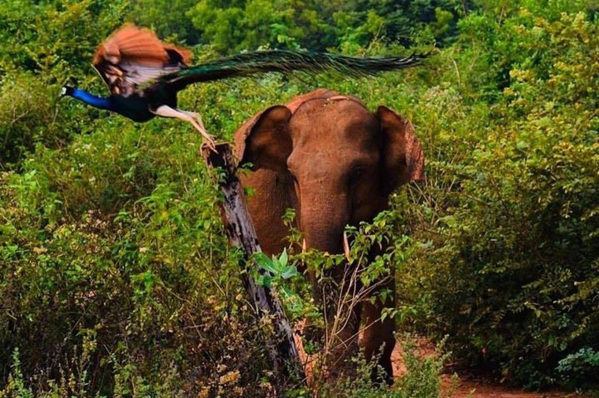 um pavão em cima de um elefante