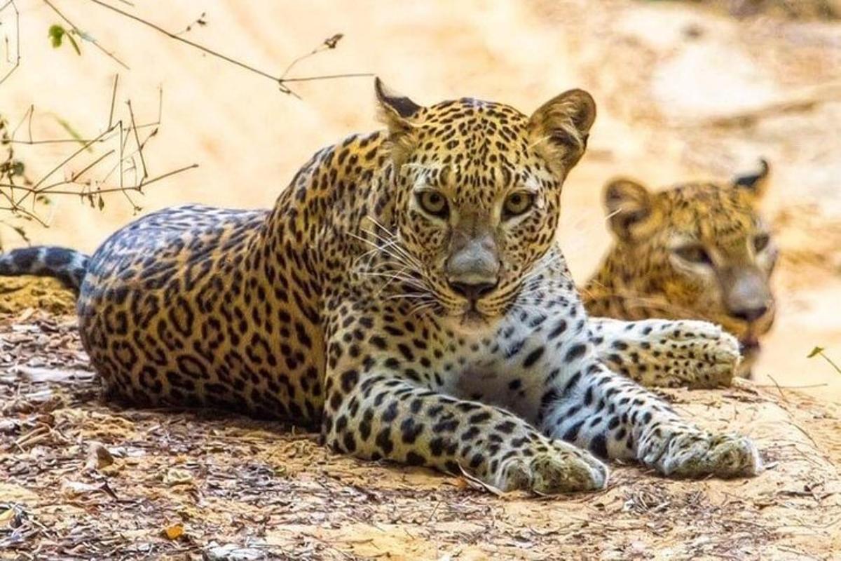dois leopardos estão deitados em uma rocha