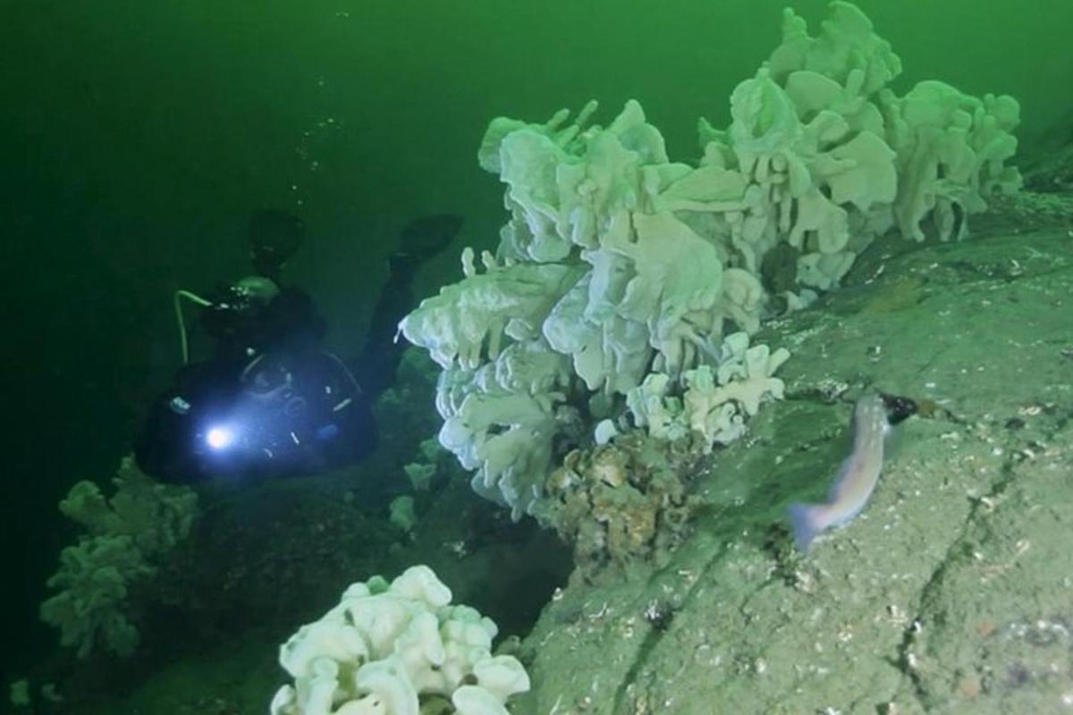 un subacqueo in acqua vicino a una barriera corallina