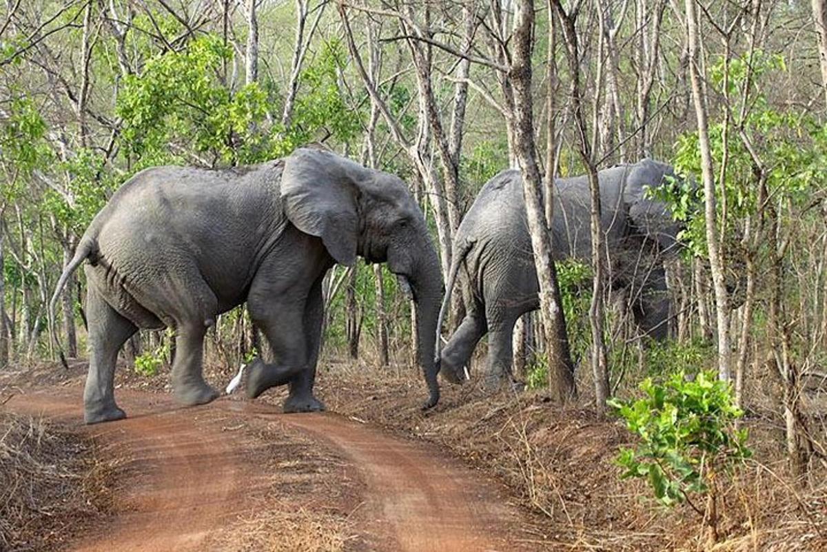 dua ekor gajah berjalan di atas jalan tanah di dalam hutan