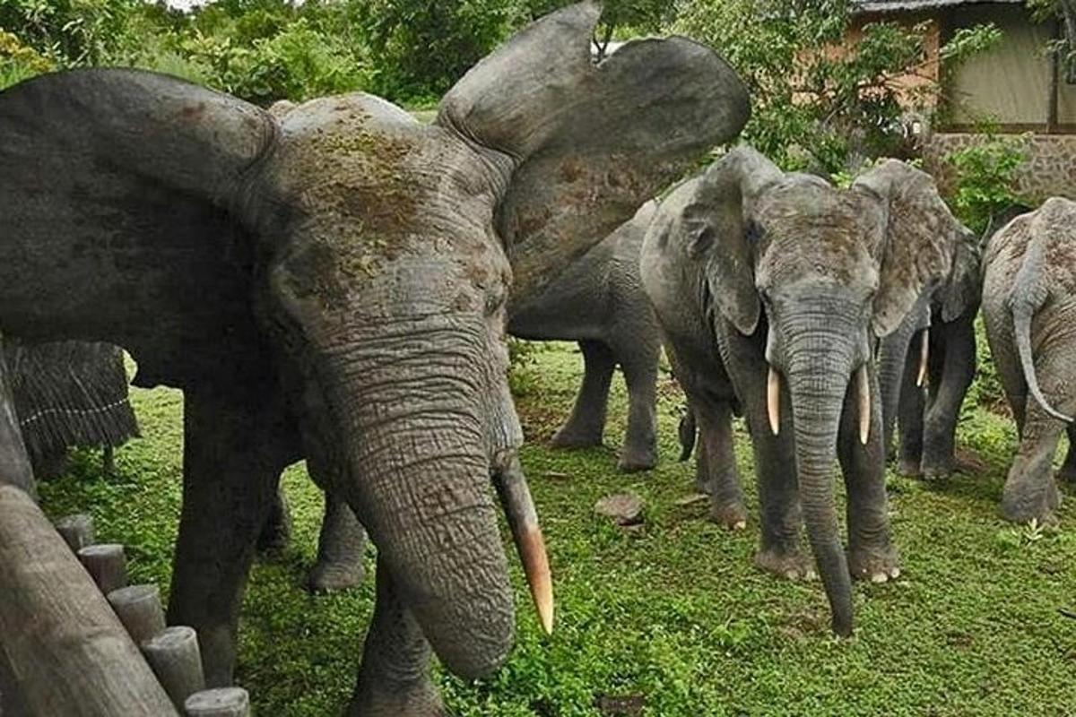 sekumpulan gajah berdiri di rumput
