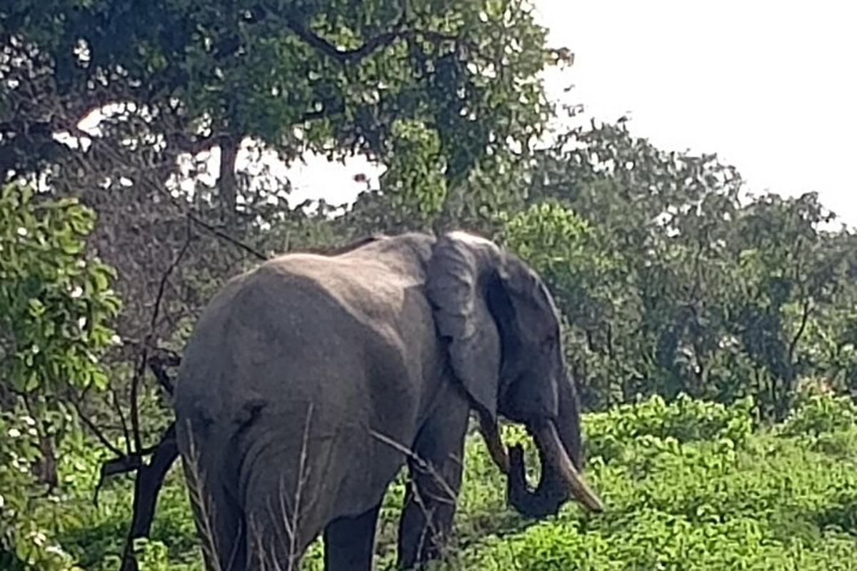 seekor gajah berjalan melalui padang dengan pokok