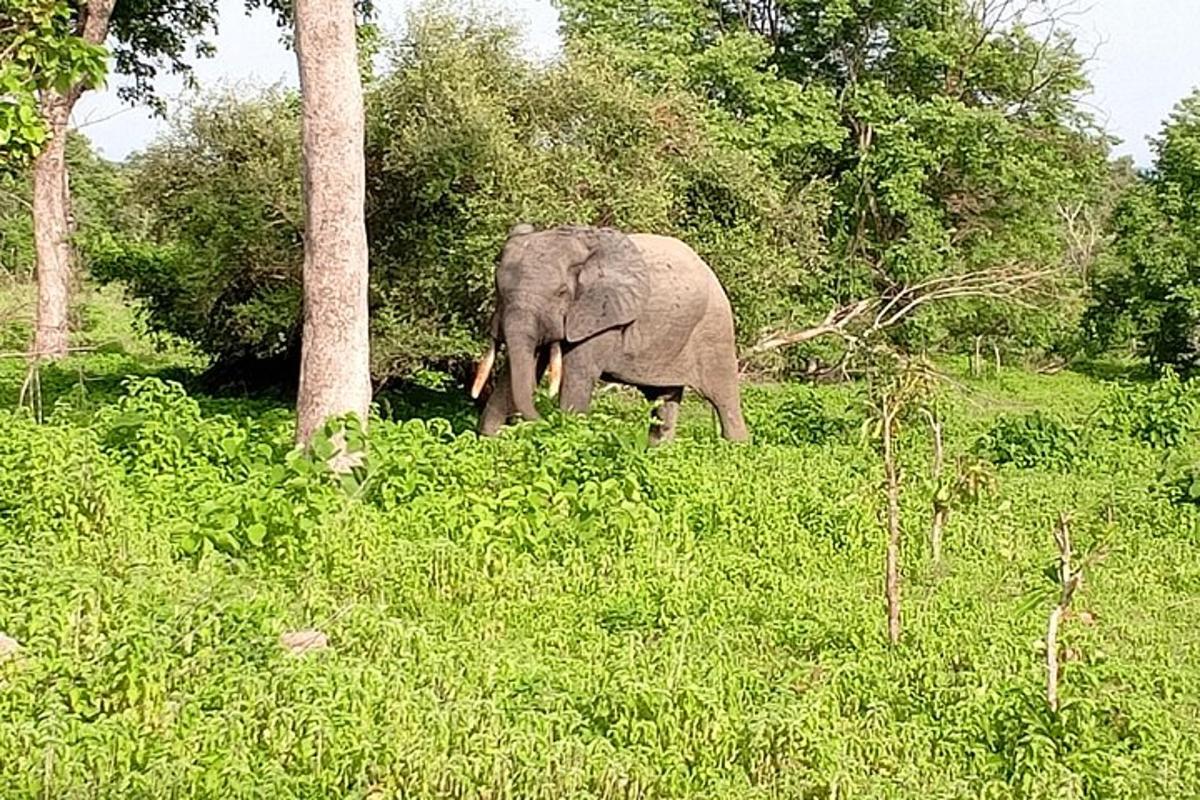 um elefante caminhando por um campo de grama alta