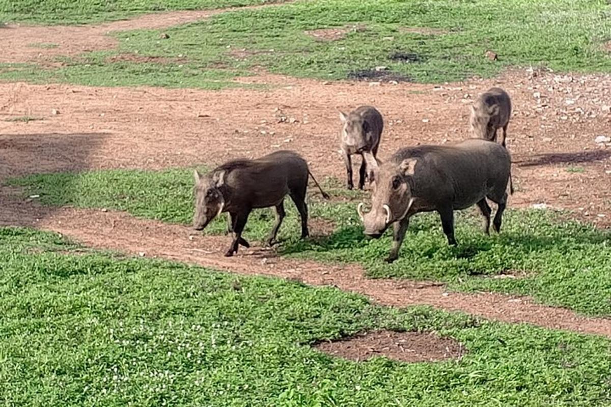 um grupo de vacas pastando em um campo de grama