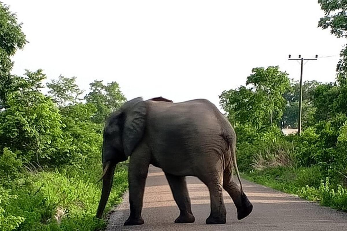 seekor gajah berjalan di jalan raya
