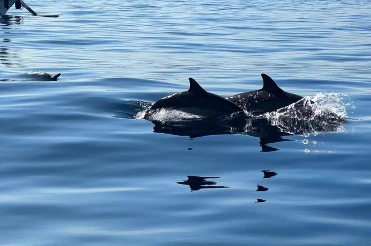 a couple of dolphins swimming in the water