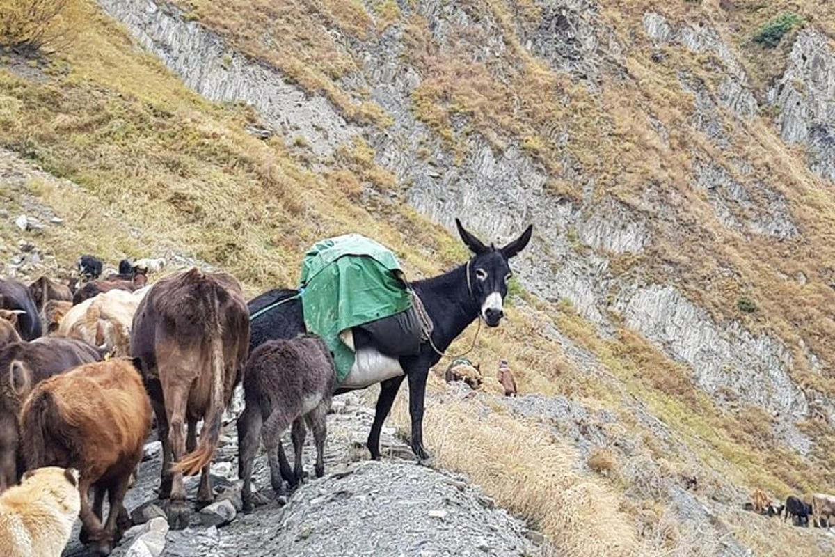 hópur dýra sem standa á fjalli