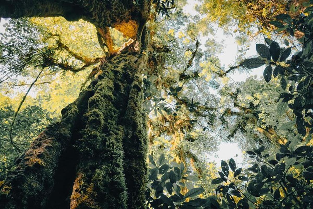 Un primer plano de la copa de un árbol