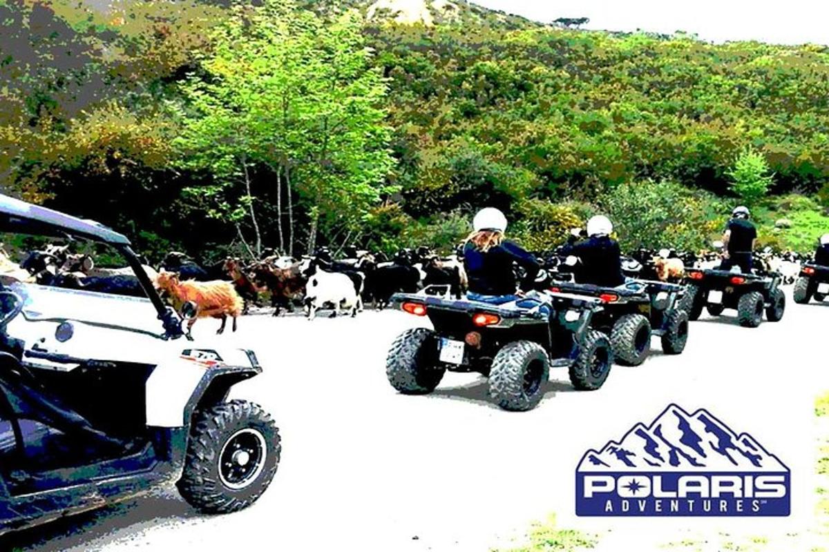 ATVに乗った人々と動物のグループ
