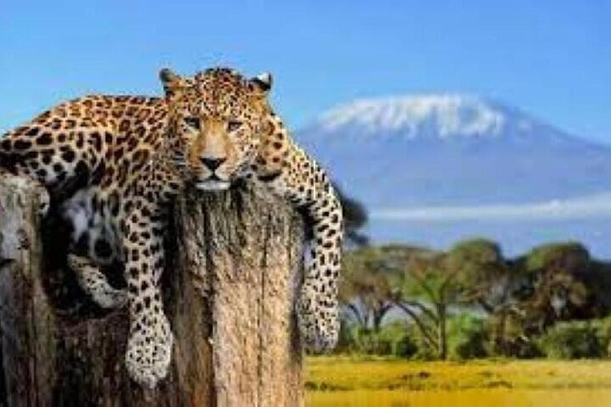leopard sedící na pařezu