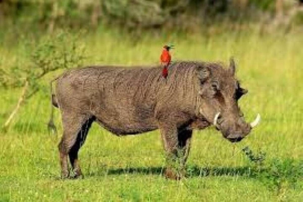 un pájaro rojo sentado en el lomo de un toro