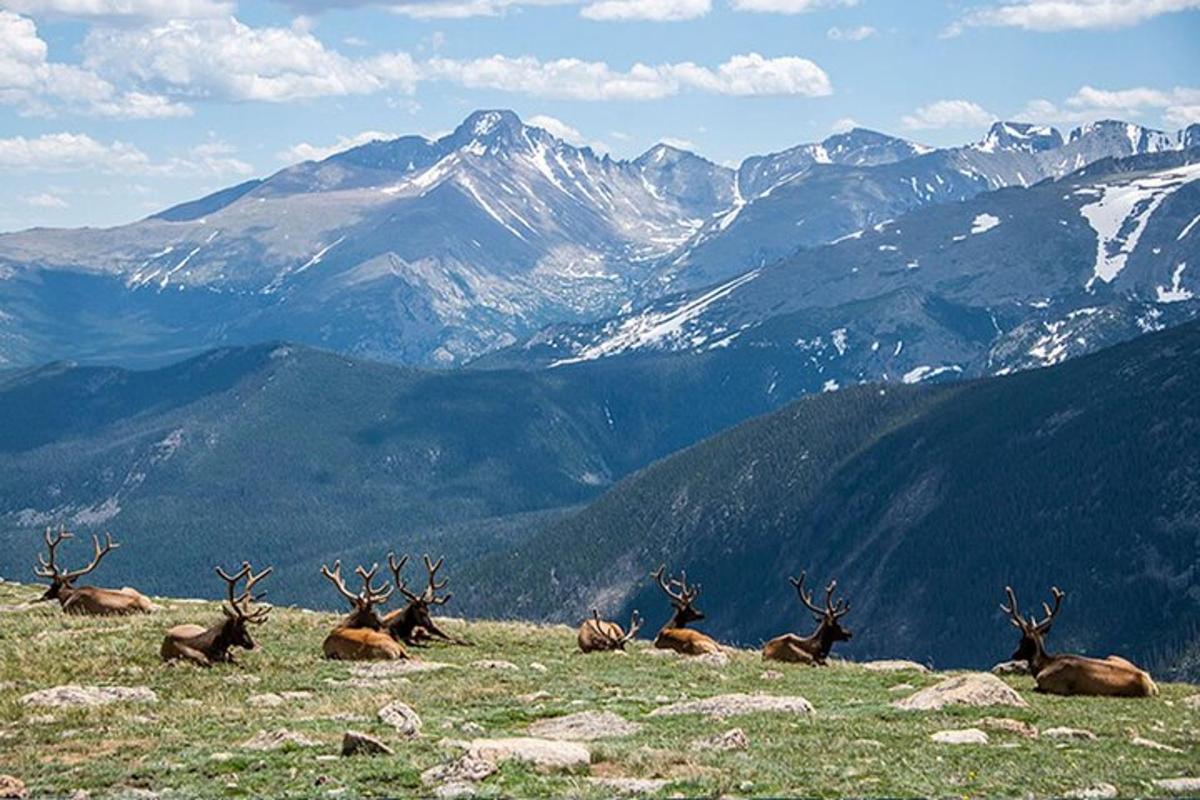 a herd of antelopes laying on a hill with mountains