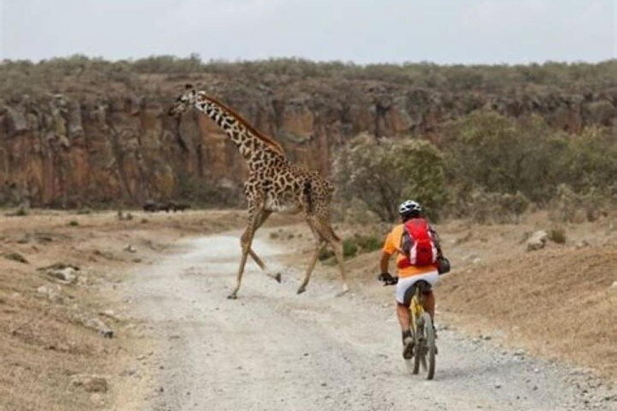 uma girafa atravessando uma estrada de terra com uma pessoa em uma bicicleta
