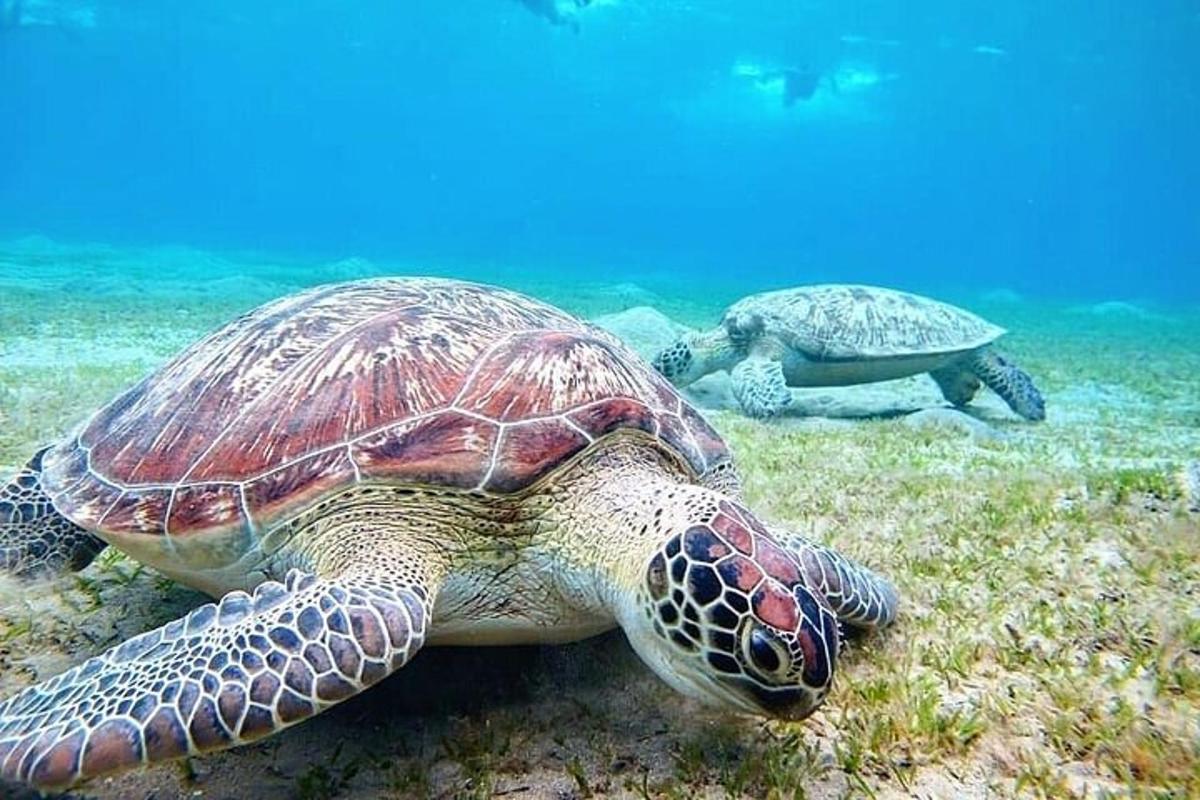 eine grüne Meeresschildkröte, die im Ozean schwimmt