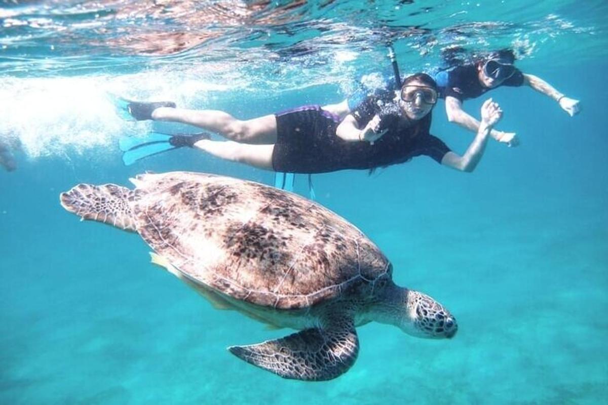 eine Schildkröte und zwei Menschen im Wasser