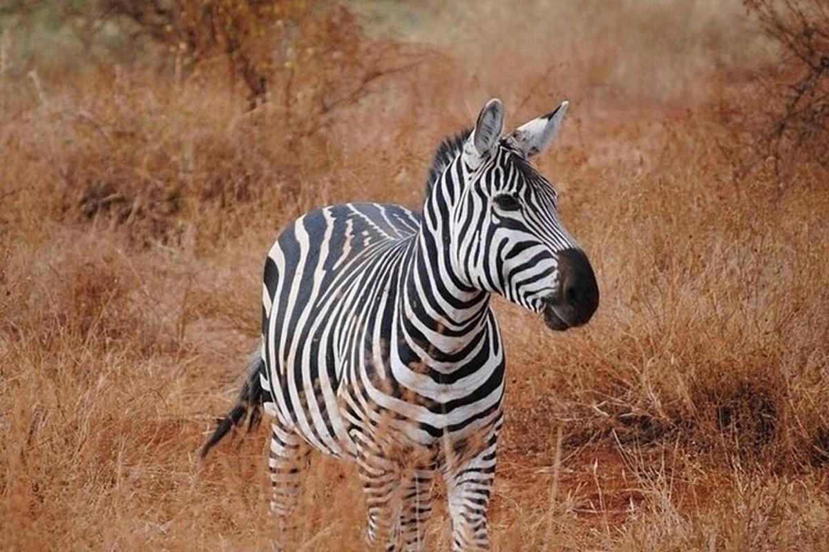 egy zebra áll egy magas fűvel borított mezőn