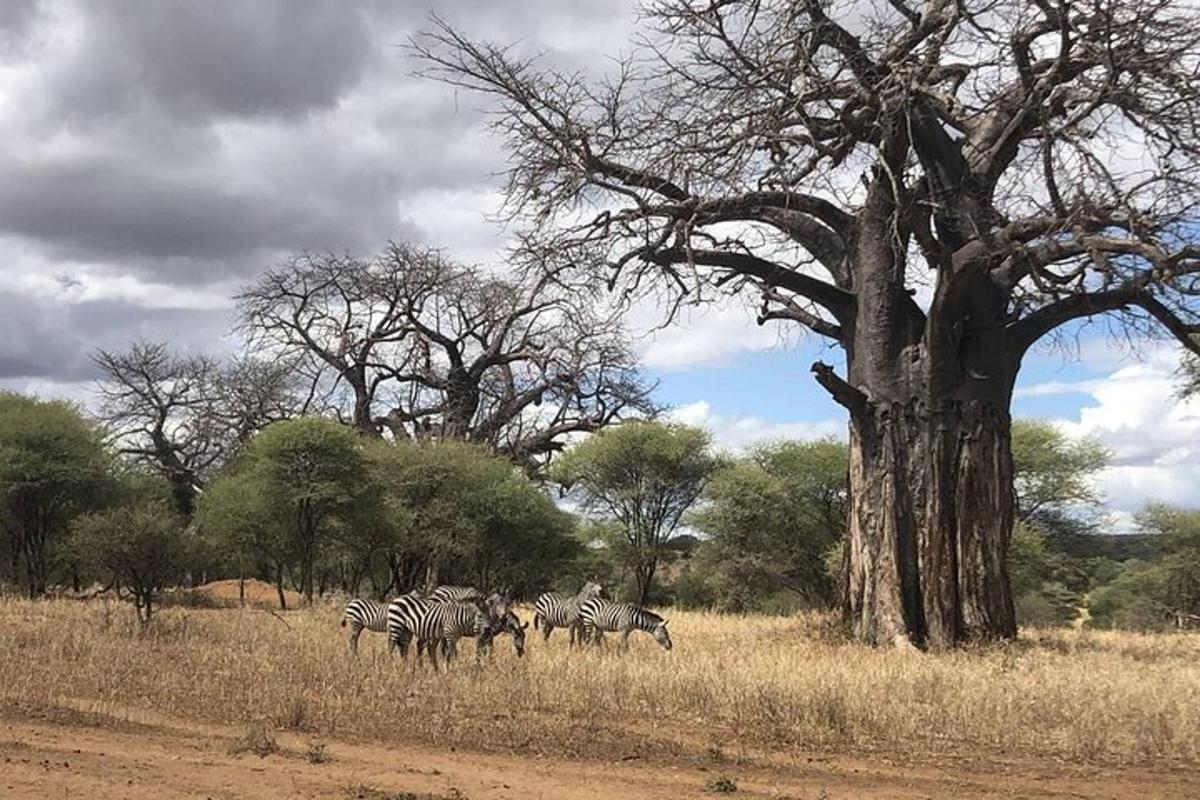 Una manada de cebras de pie en un campo junto a un árbol.