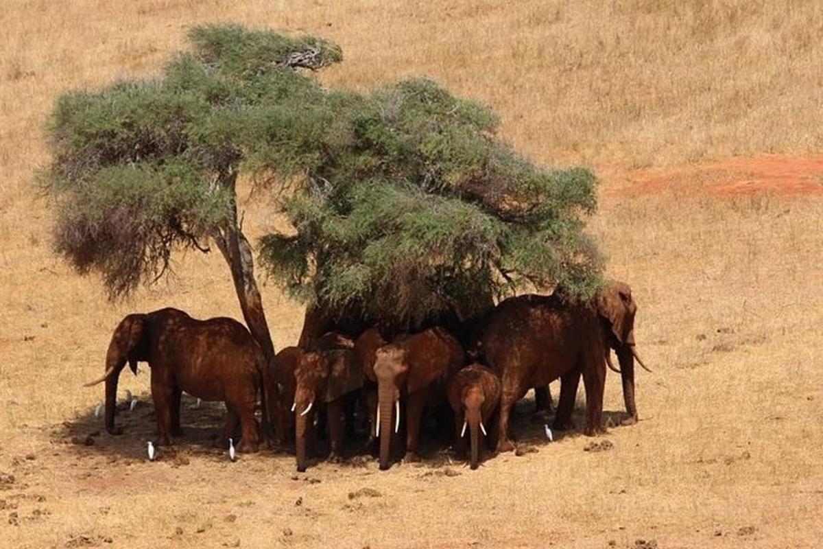 Una manada de elefantes de pie bajo un árbol