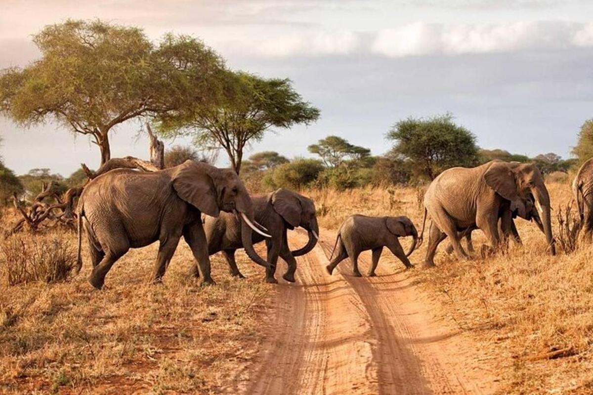 una manada de elefantes cruzando un camino de tierra