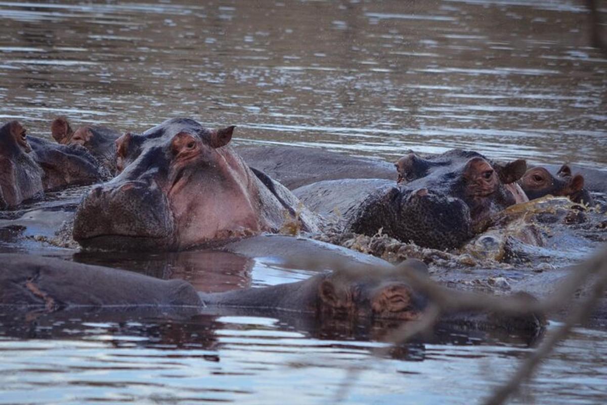 a group of hippos swimming in the water
