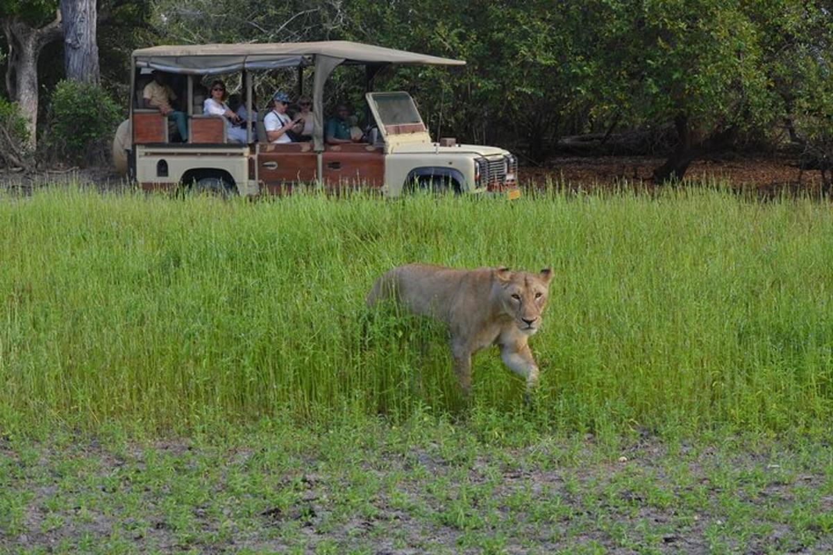 a lion running in front of a vehicle with people