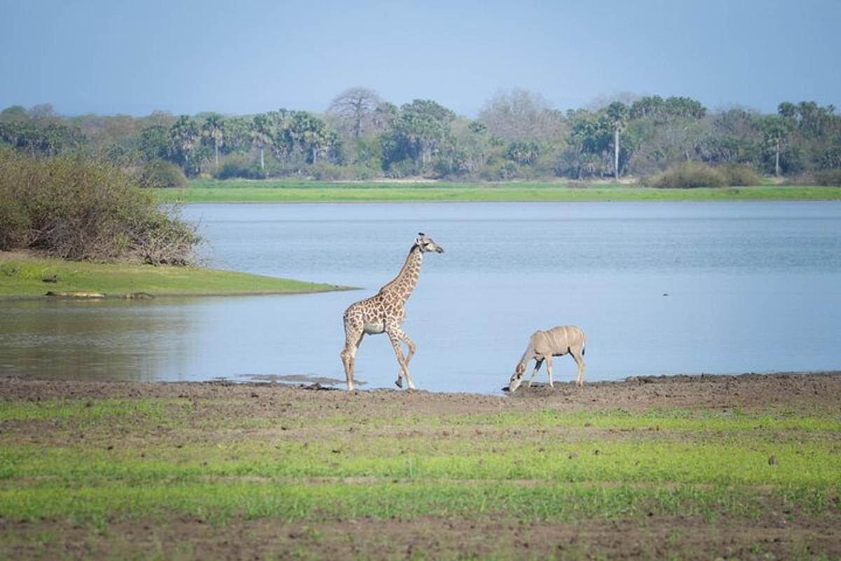 due giraffe e un'antilope che camminano vicino a uno specchio d'acqua
