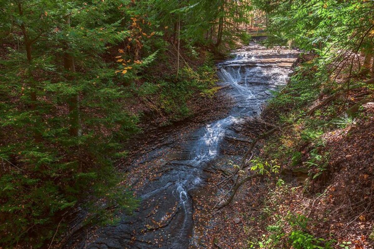 a river in the middle of a forest