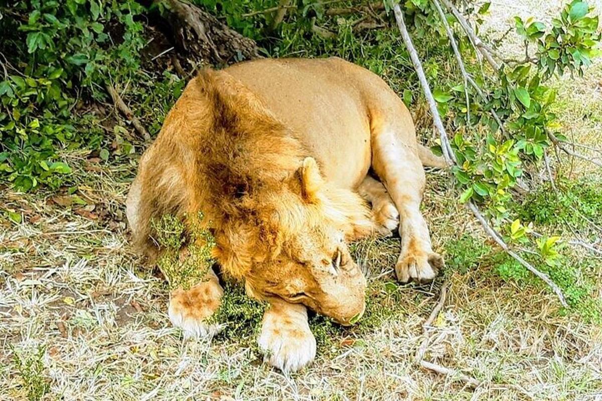 seekor lembu berbaring di atas tanah di rumput