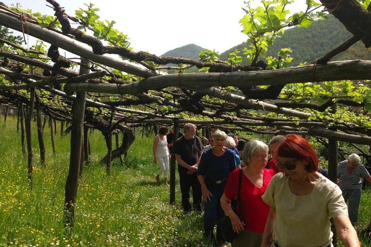 skupina lidí procházejících se vinicí