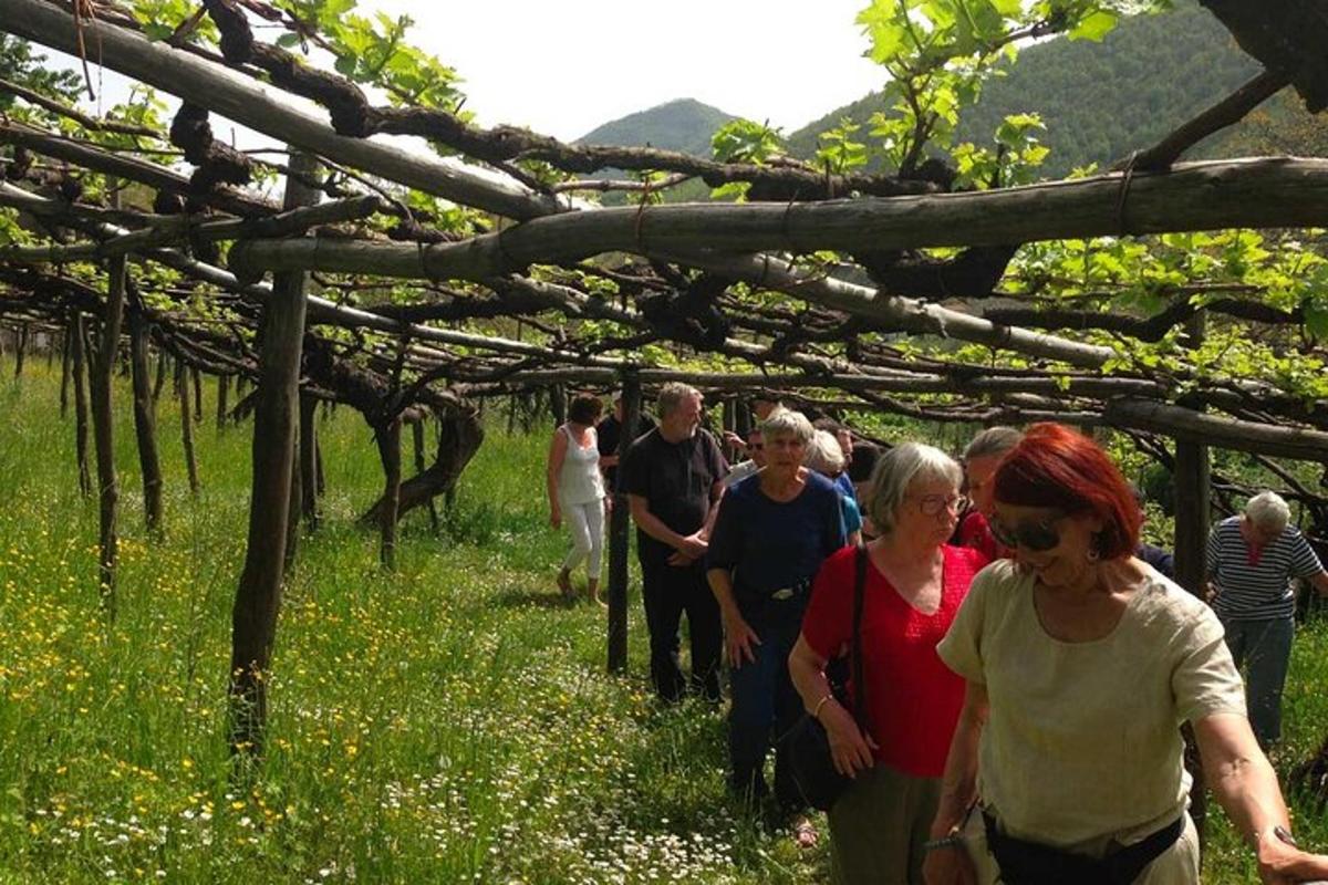 un grupo de personas caminando por un viñedo