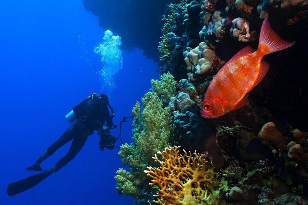 seseorang di lautan di sebelah terumbu karang