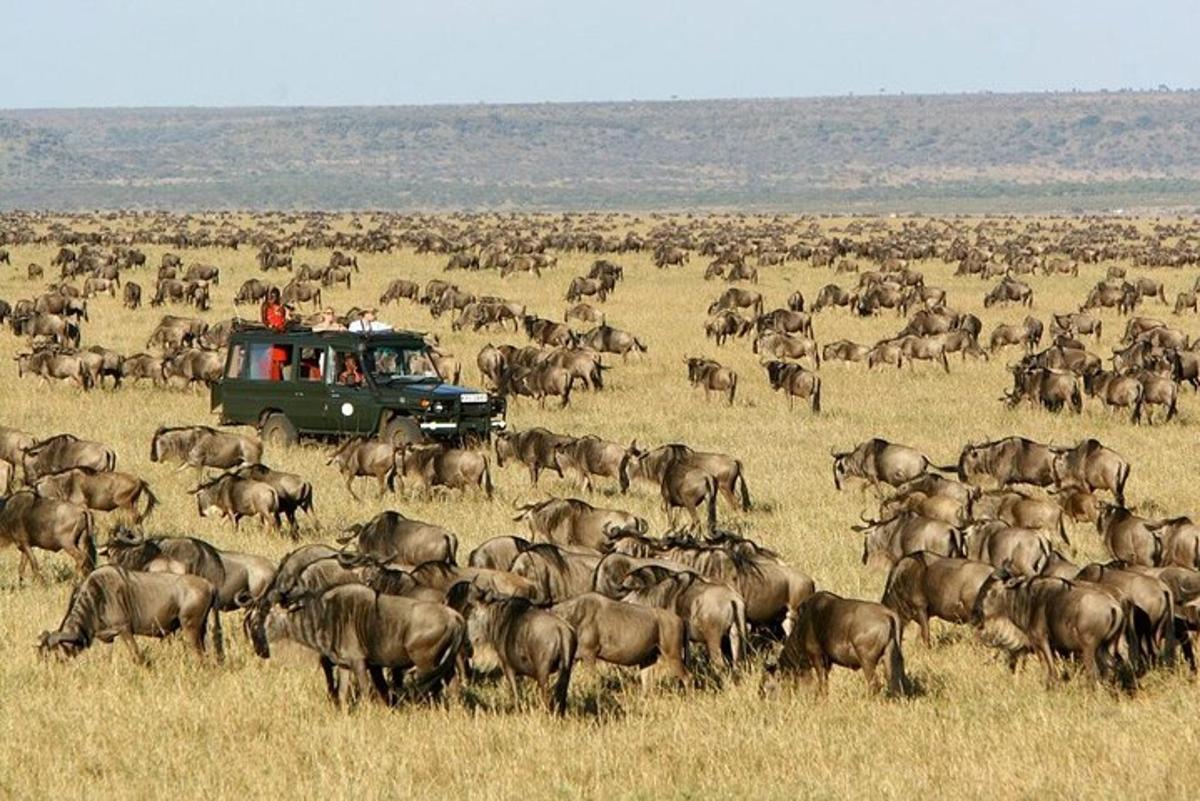 un camion verde in un campo con una mandria di animali